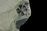 Fossil Flora (Macroneuropteris? & Annularia) Plate - Kentucky #138532-2